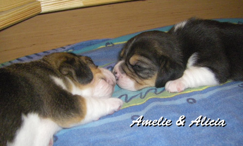 Beaglewelpen schlafen